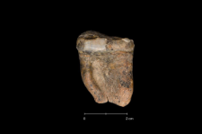Ursus spelaeus