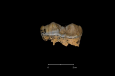 Ursus spelaeus