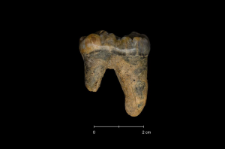 Ursus spelaeus