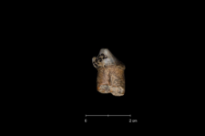 Ursus spelaeus