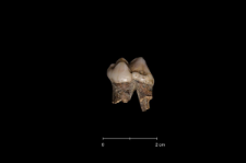 Ursus spelaeus
