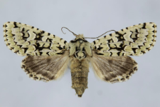 Griposia aprilina