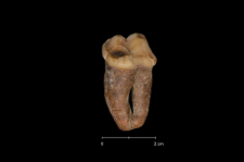 Ursus spelaeus