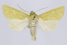 Calamia tridens