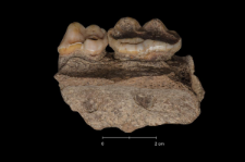 Ursus spelaeus