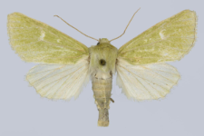 Calamia tridens