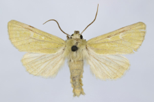 Calamia tridens