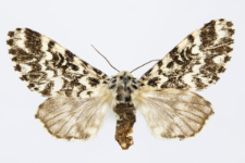 Panthea coenobita