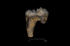 Ursus spelaeus