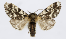 Panthea coenobita