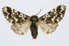 Panthea coenobita