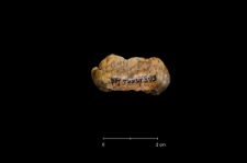 Ursus spelaeus
