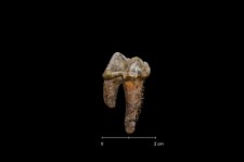 Ursus spelaeus