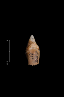 Ursus spelaeus