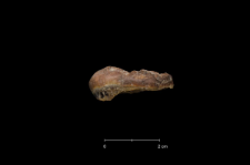 Ursus spelaeus
