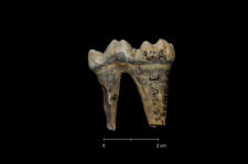 Ursus spelaeus