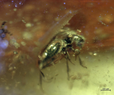 Staphylinidae