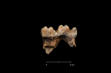 Ursus spelaeus