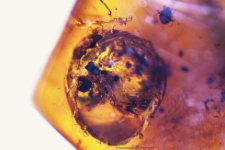 Gastropoda