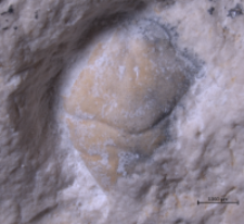 Goniodromites kubai