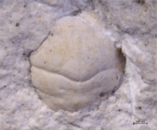 Goniodromites kubai
