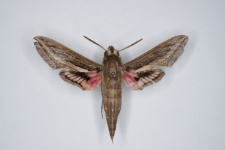 Hippotion celerio