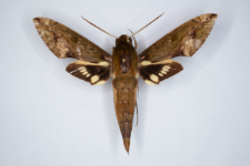 Xylophanes chiron nechus