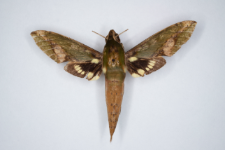 Xylophanes chiron nechus