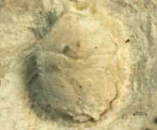 Goniodromites kubai