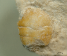 Goniodromites kubai