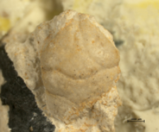 Tanidromites sculpta