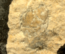 Tanidromitidae