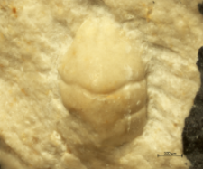 Tanidromites longinosa