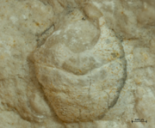 Goniodromites kubai
