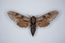 Sphinx pinastri