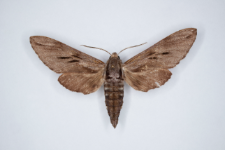 Sphinx pinastri