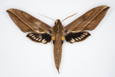 Xylophanes aristor