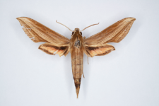 Xylophanes loelia