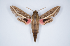 Hippotion celerio