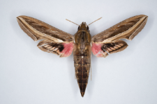 Hippotion celerio