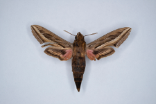 Hippotion celerio