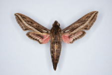 Hippotion celerio