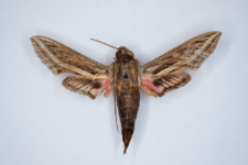 Hippotion celerio