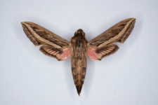 Hippotion celerio