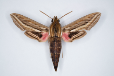 Hippotion celerio