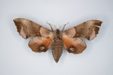 Bastard populi ocellata