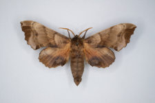 Bastard populi ocellata