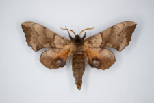 Bastard populi ocellata