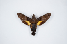 Macroglossum pyrrhosticta