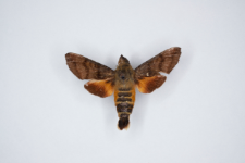 Macroglossum trochilus